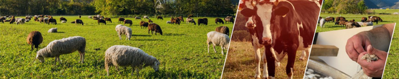 ÇİFTÇİLERİN TARIM SİGORTASI MALİYETİNE DESTEK